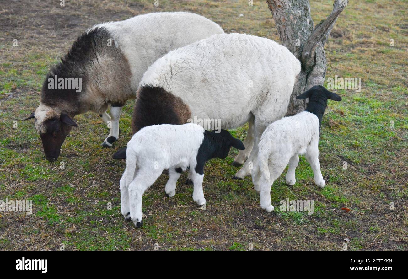 Dorper sheep lambs in new england, new south wales, australia Stock Photo