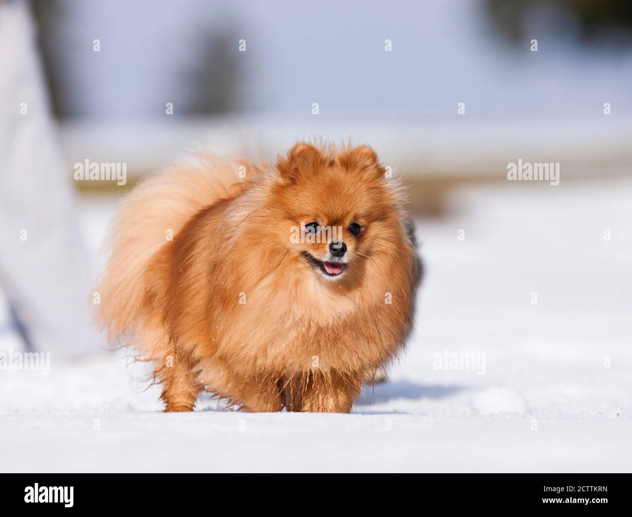 Pomeranian. Adult dog walking in snow. Stock Photo