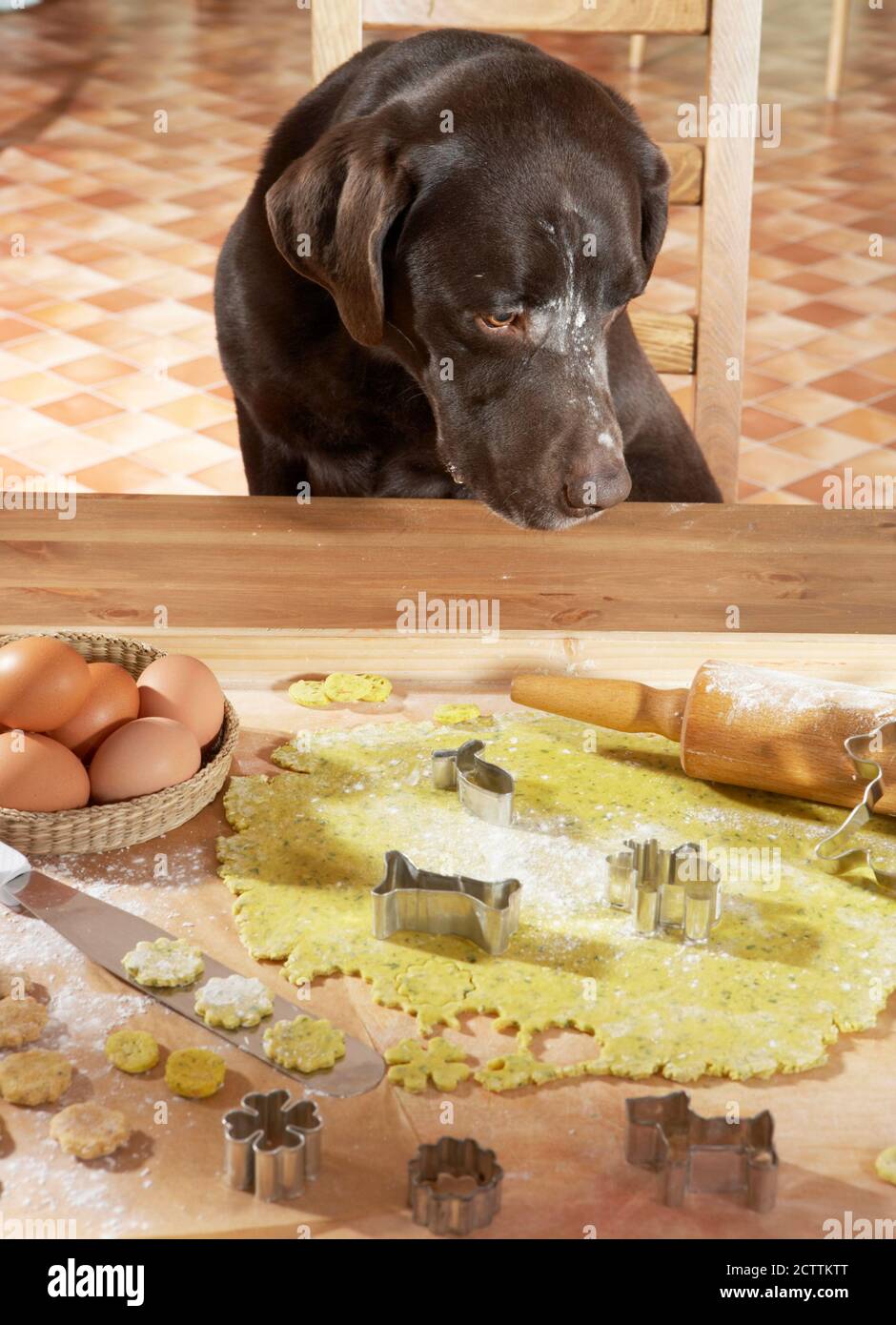 retriever dog biscuits