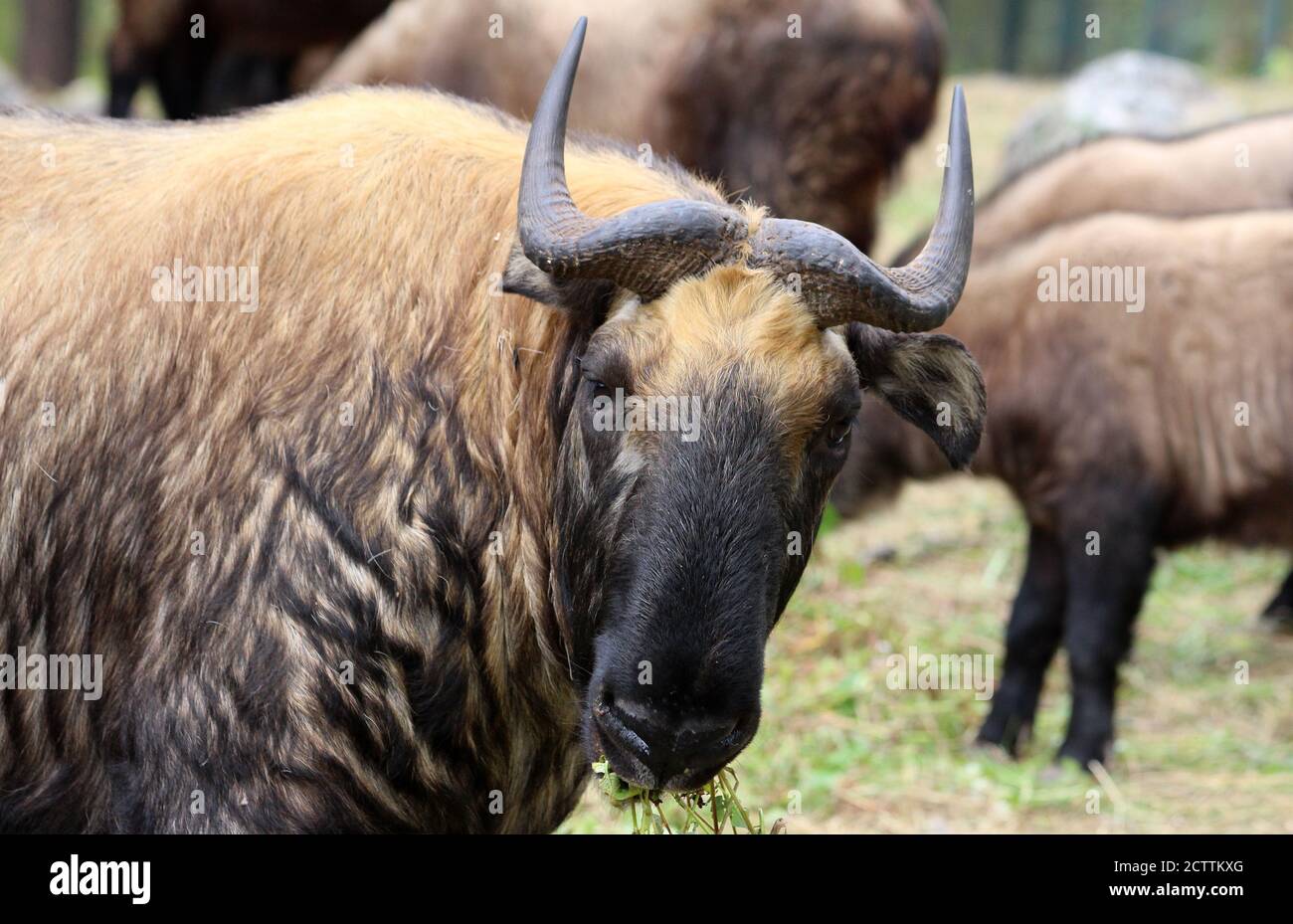National animal of bhutan hi-res stock photography and images - Page 2 - Alamy National animal of bhutan hi-res stock photography and images - Page 2 - Alamy