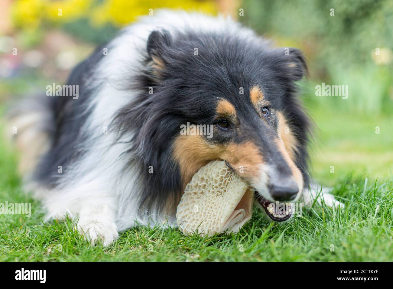 Is It Ok For Dogs To Eat Lying Down