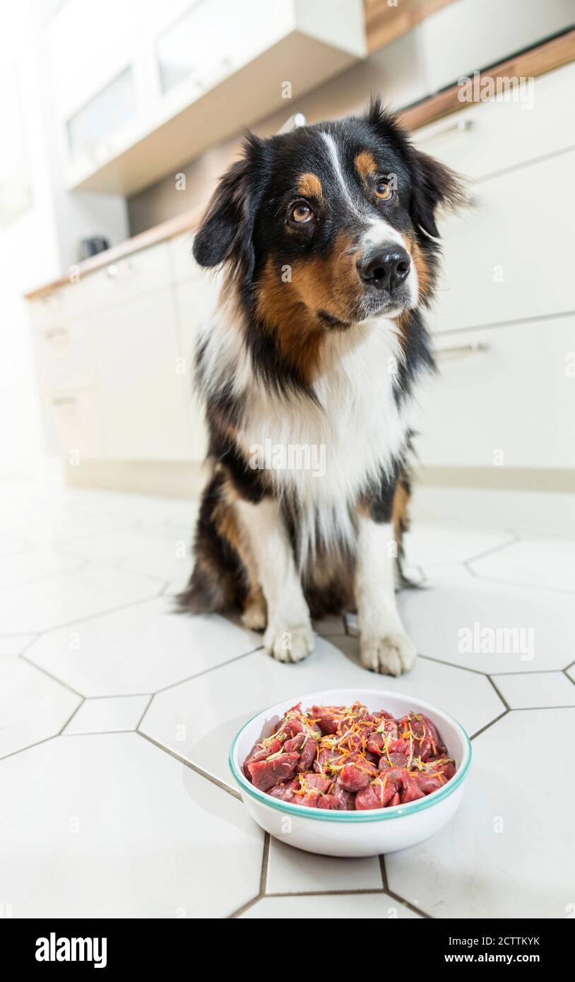 Australian Shepherd gets feed BARF Stock Photo Alamy