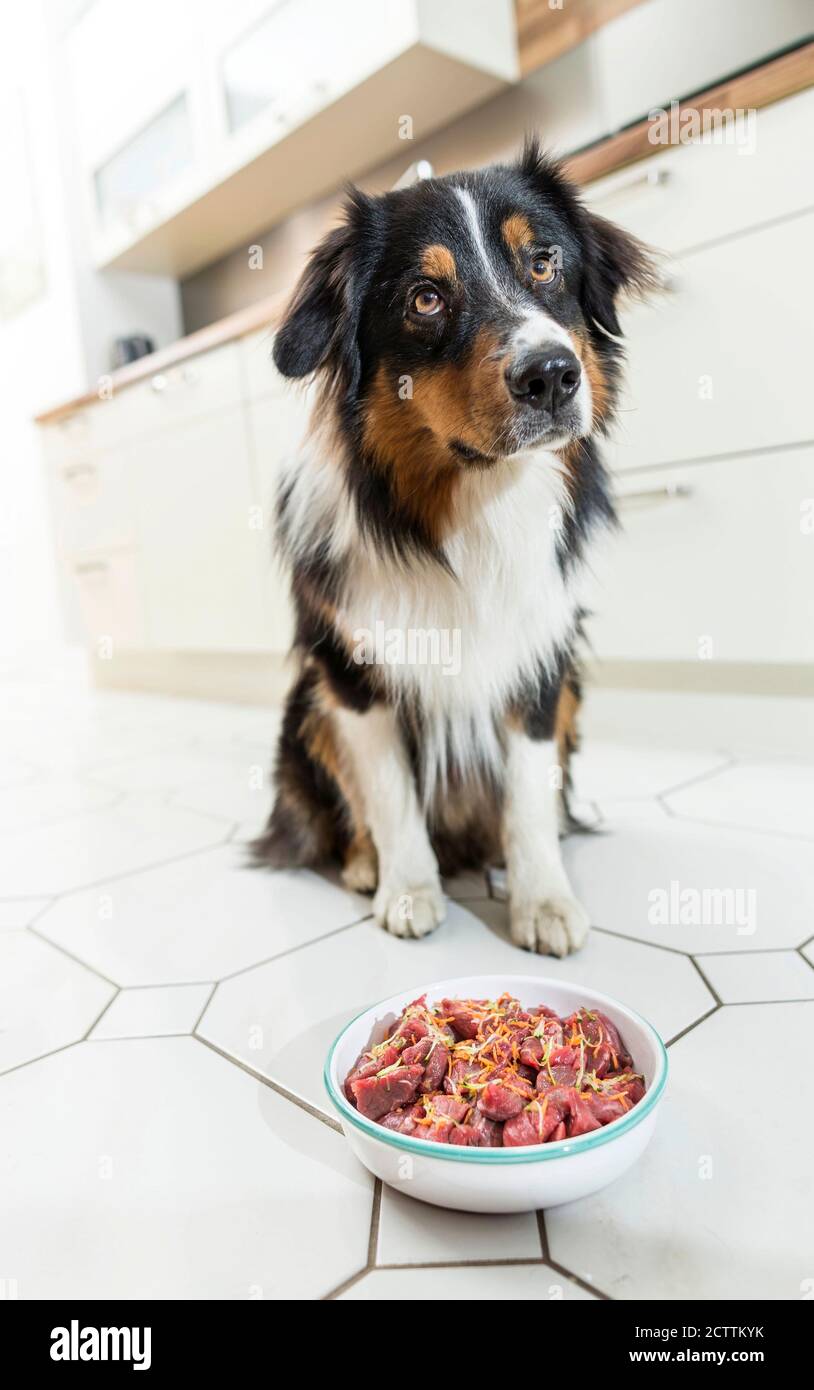 lækage ring væv Australian Shepherd gets feed, BARF Stock Photo - Alamy