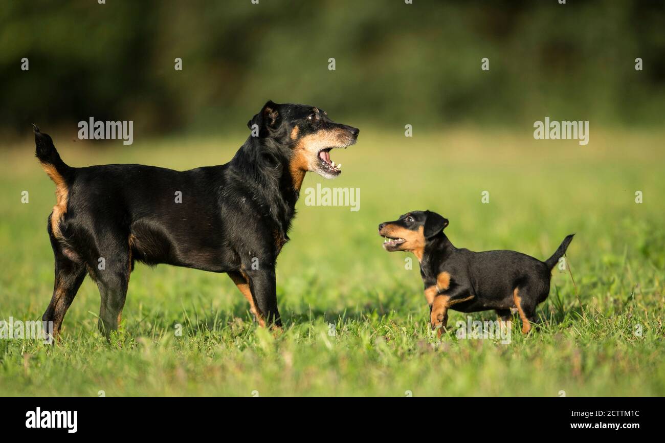Jagdterrier, German Hunting Terrier. Adult dog and puppy on a meadow. Stock Photo