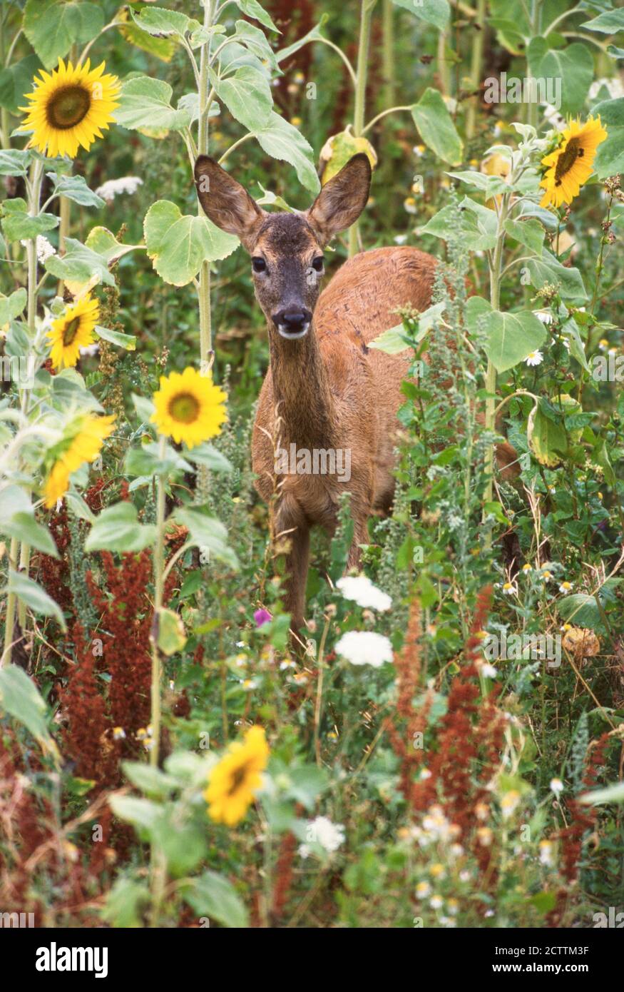 European Roe Deer (Capreolus capreolus). Female standing in a sunflower  field Stock Photo - Alamy, image size:875x1390