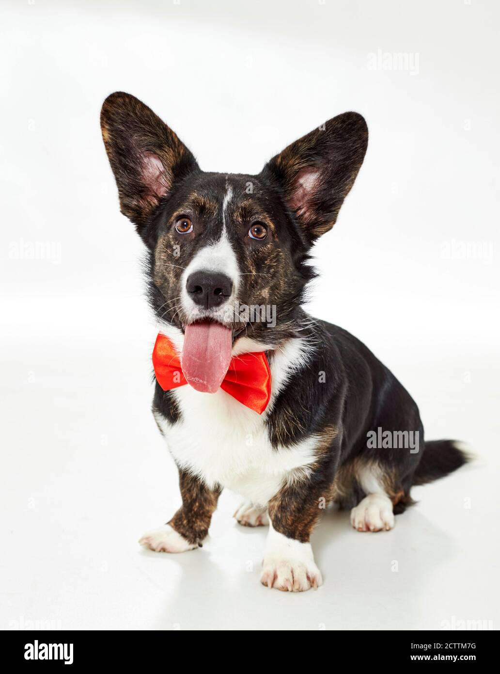 Welsh Corgi Cardigan Juvenile Male Dog Sitting Wearing Red Bow Tie Stock Photo Alamy