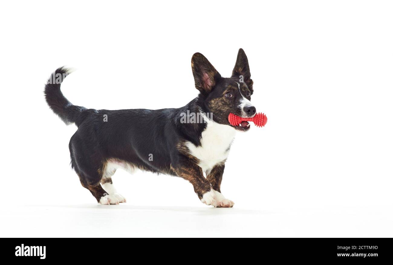 Welsh Corgi Cardigan. Juvenile dog playing with a red toy dumbbell. Stock Photo