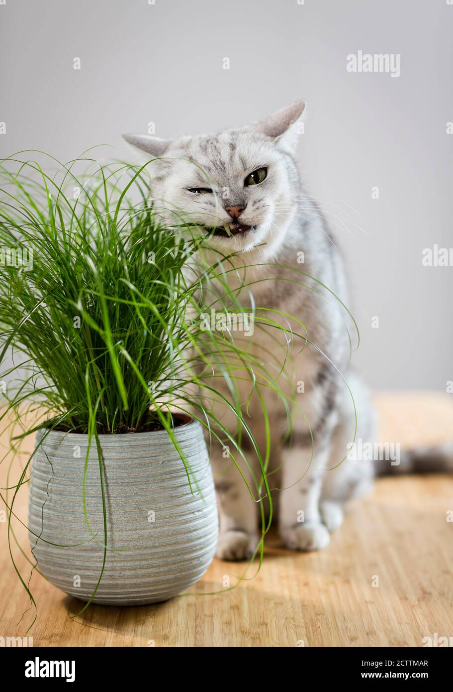 Britisch Kurzhaar. Tabby tomcat eating cat grass. Stock Photo