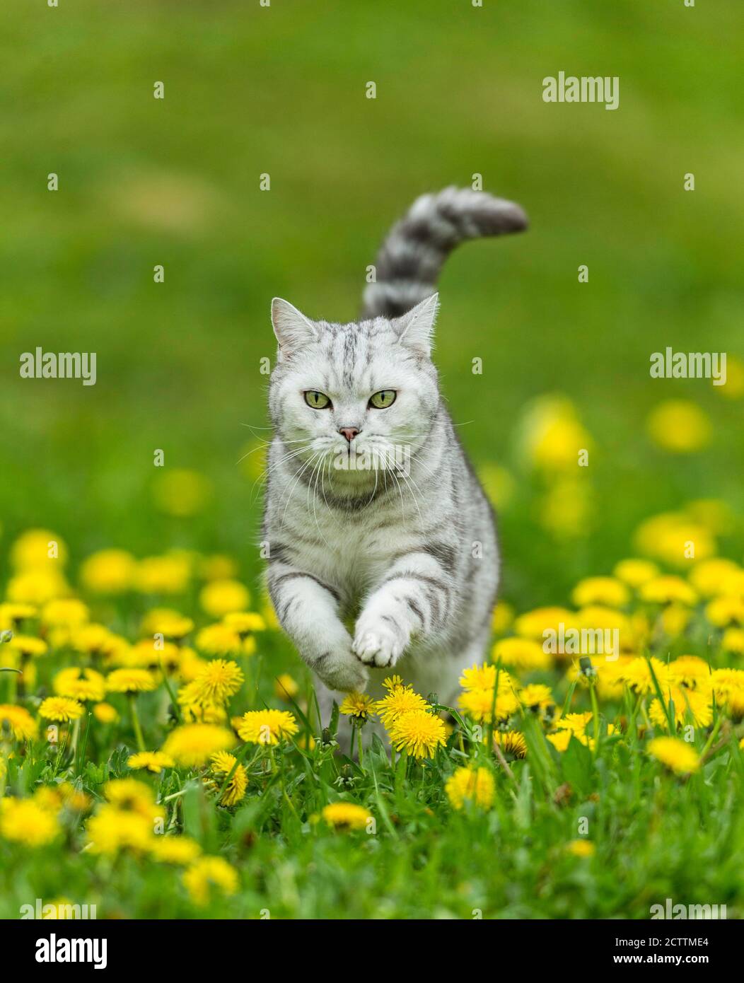 British Shorthair. Tabby adult cat running in a meadow with flowering dandelion. Stock Photo