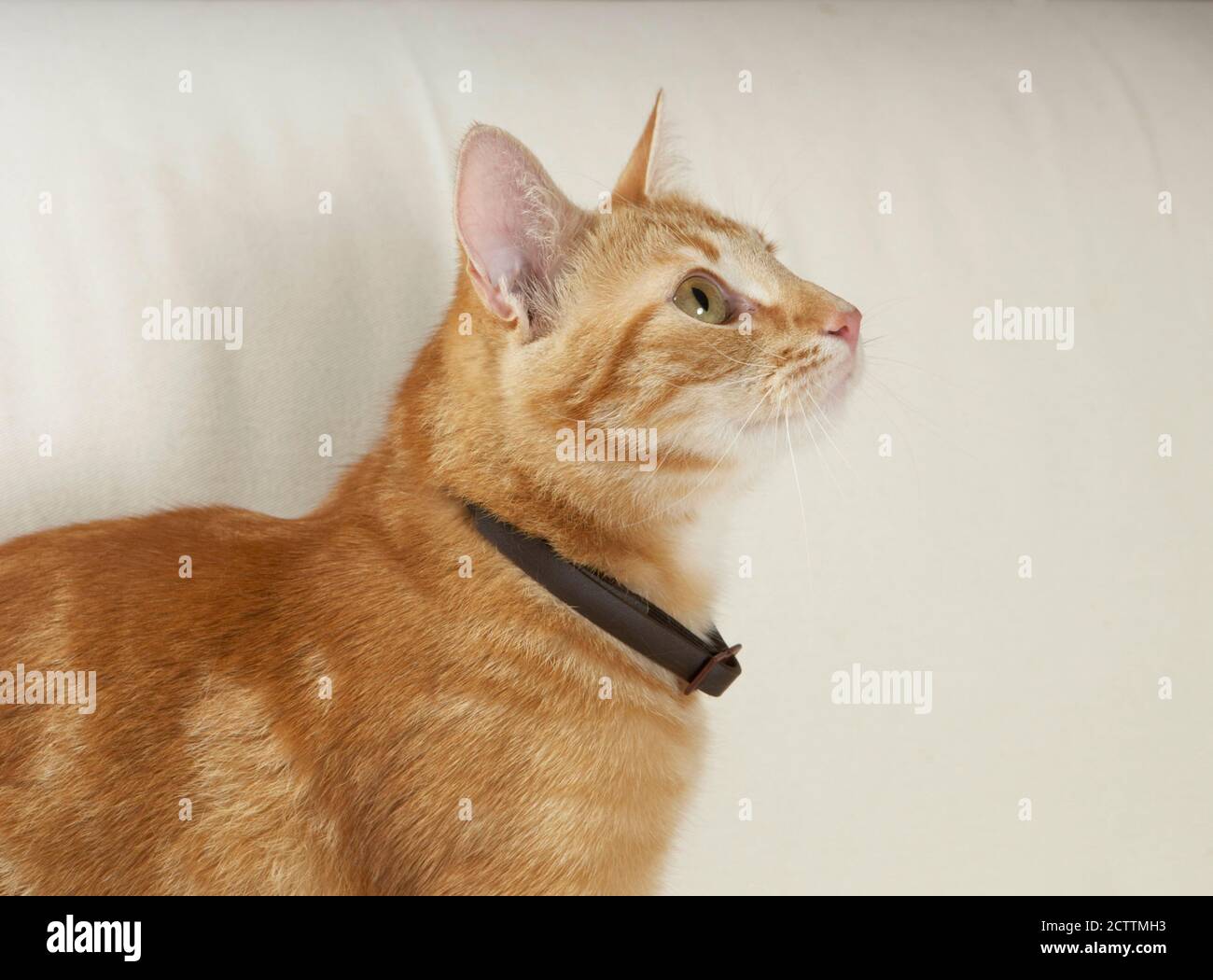 Domestic cat. Red tabby adult wearing a flea collar. Stock Photo