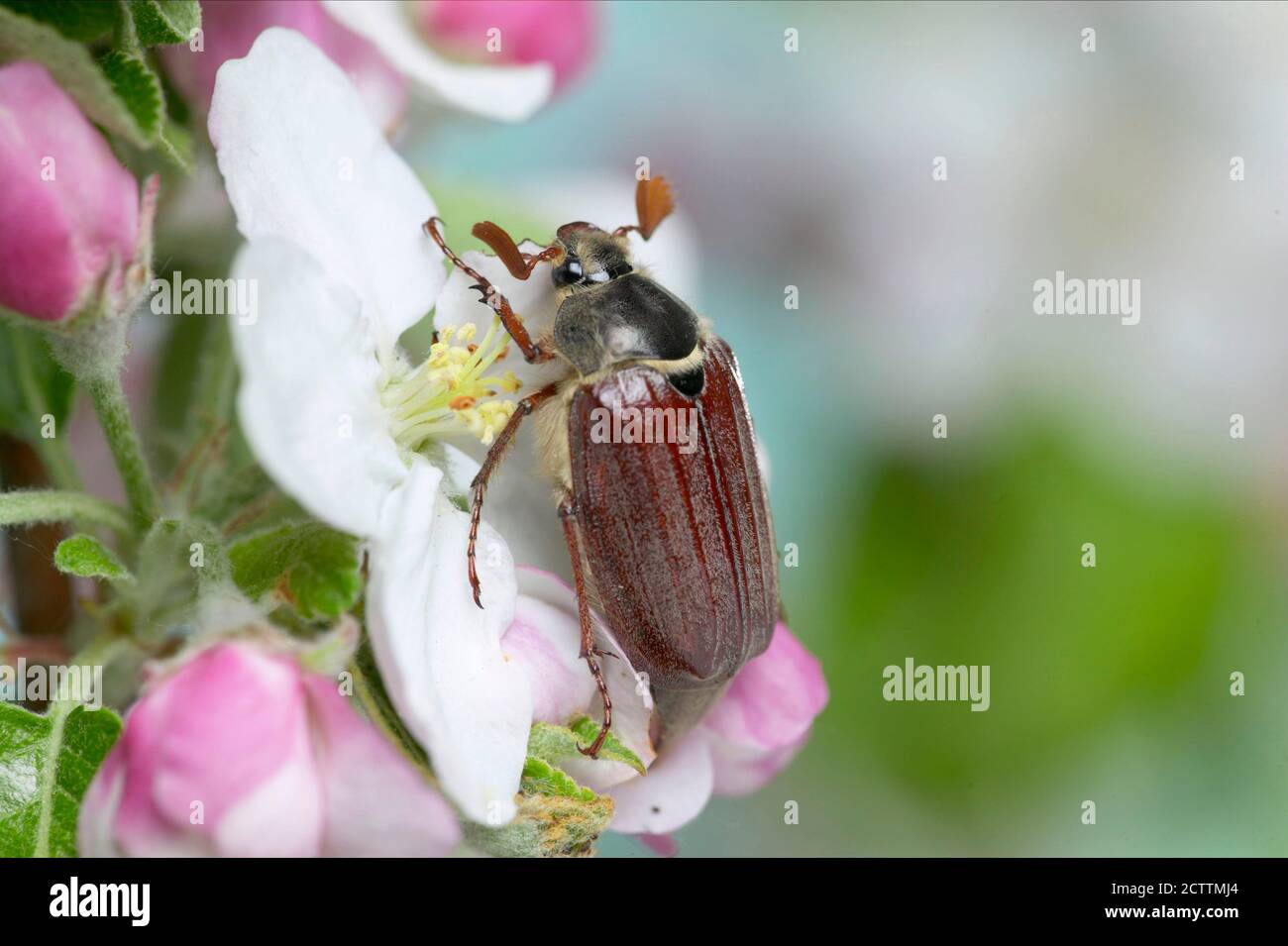 Common Cockchafer, Maybug (Melolontha melolontha) on an apple flower ...