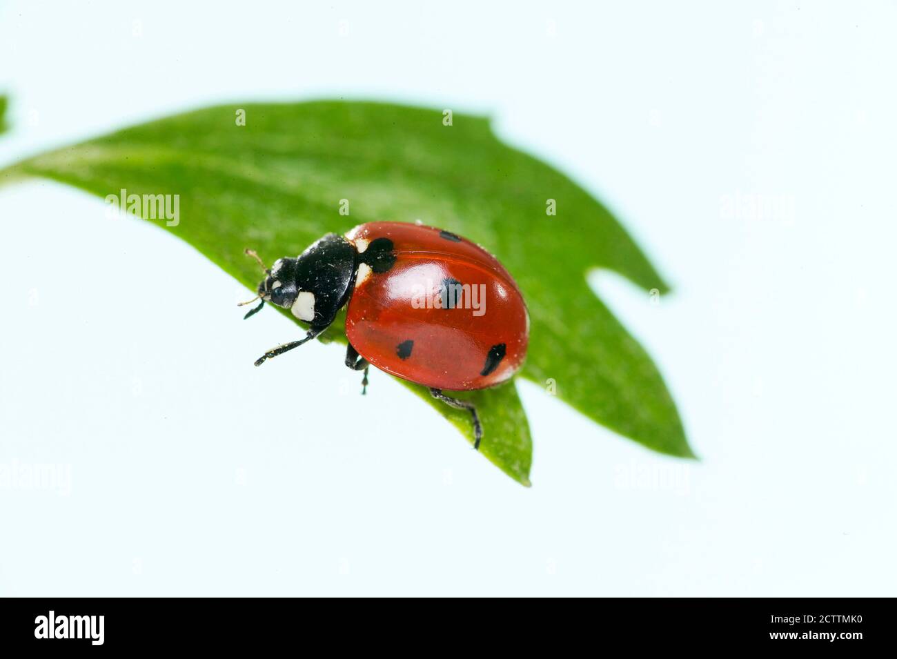 Seven-spot Ladybird, Sevenspot Ladybird, 7-spot Ladybird (Coccinella septempunctata) on a leaf. Studio picture against a white background. Stock Photo