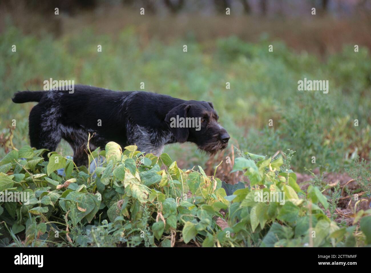 German Wirehaired Pointer. Adult dog pointing. Stock Photo