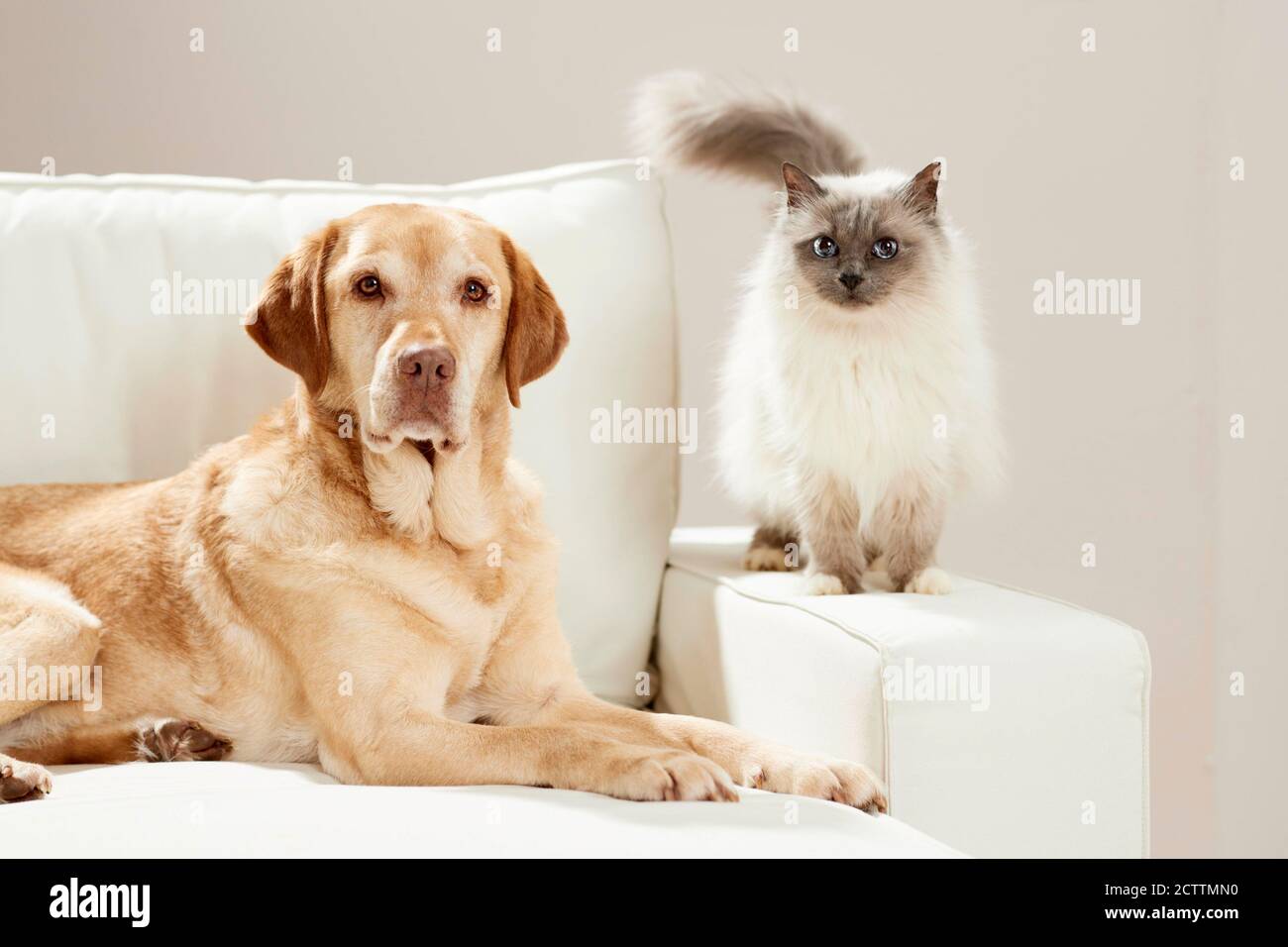 Labrador Retriever and Sacred Birman. Brown dog loocking at standing adult cat. Stock Photo