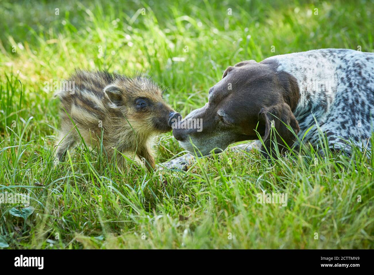 Animal friendship: Wild Boar and domestic dog. Shoat and adult German Shorthaired Pointer smooching on a meadow. Stock Photo