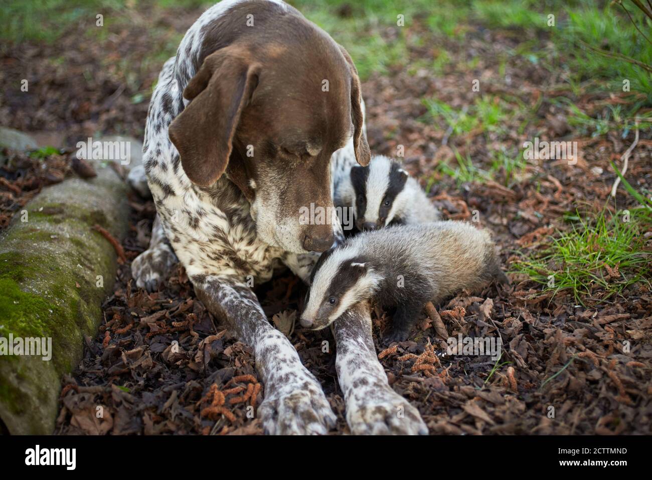 Animal friends: European Badger (Meles meles) and Domestic Dog. Adult German Shorthaired Pointer and young badgers. Stock Photo