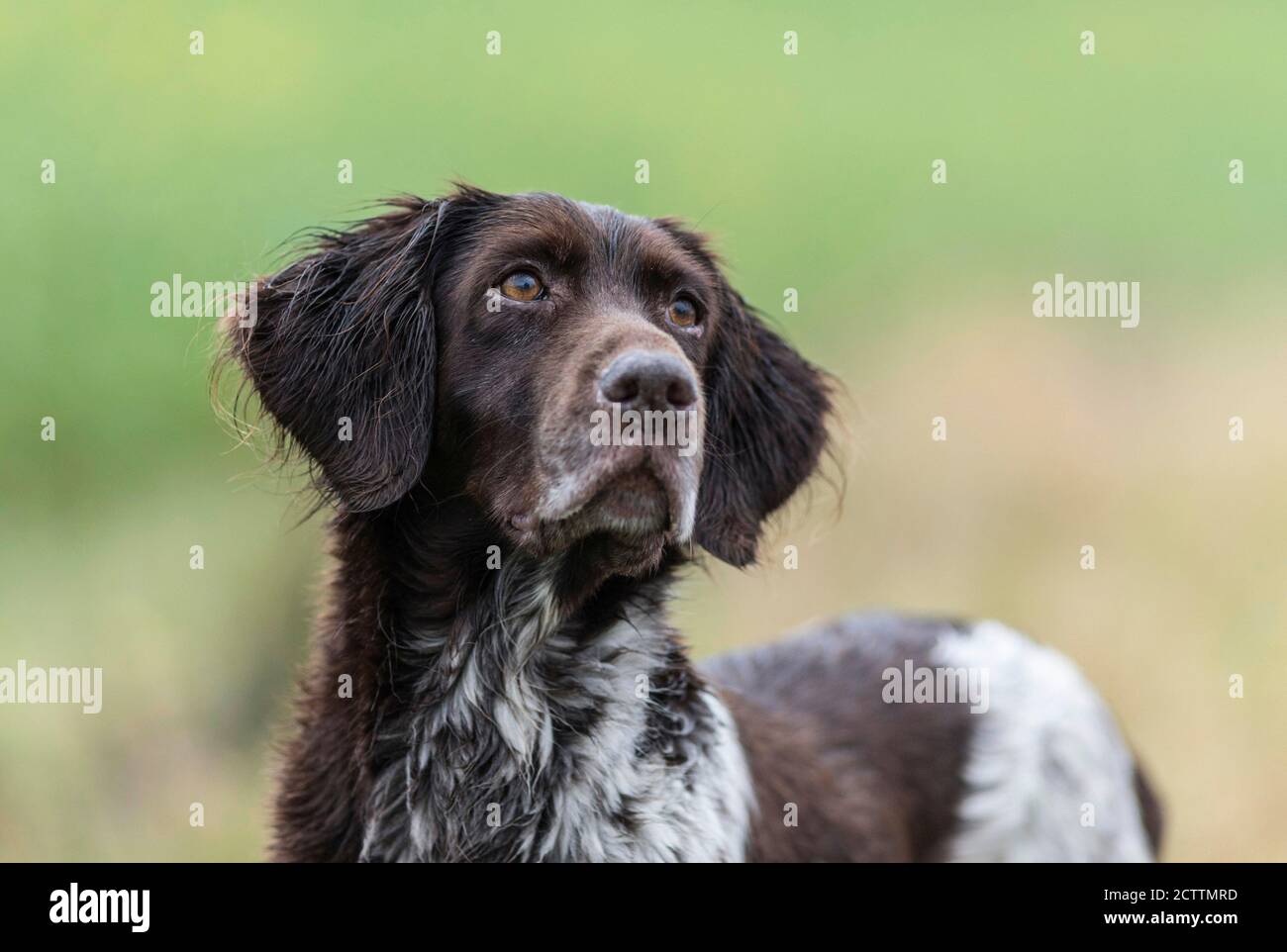 Small Muensterlaender. Portrait of adult dog Stock Photo