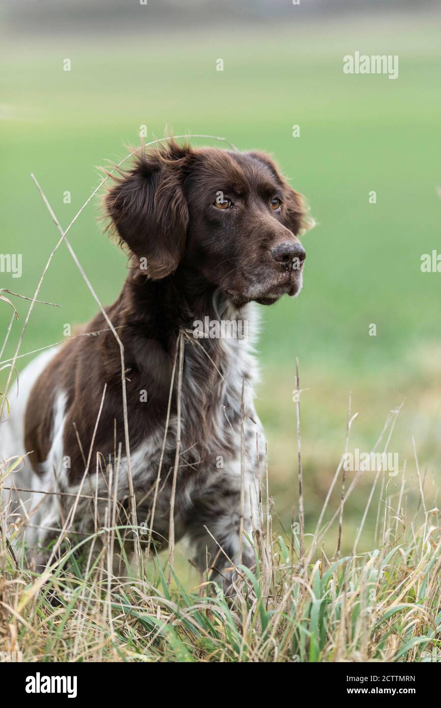 Small Muensterlaender. Adult dog standing on a meadow. Stock Photo
