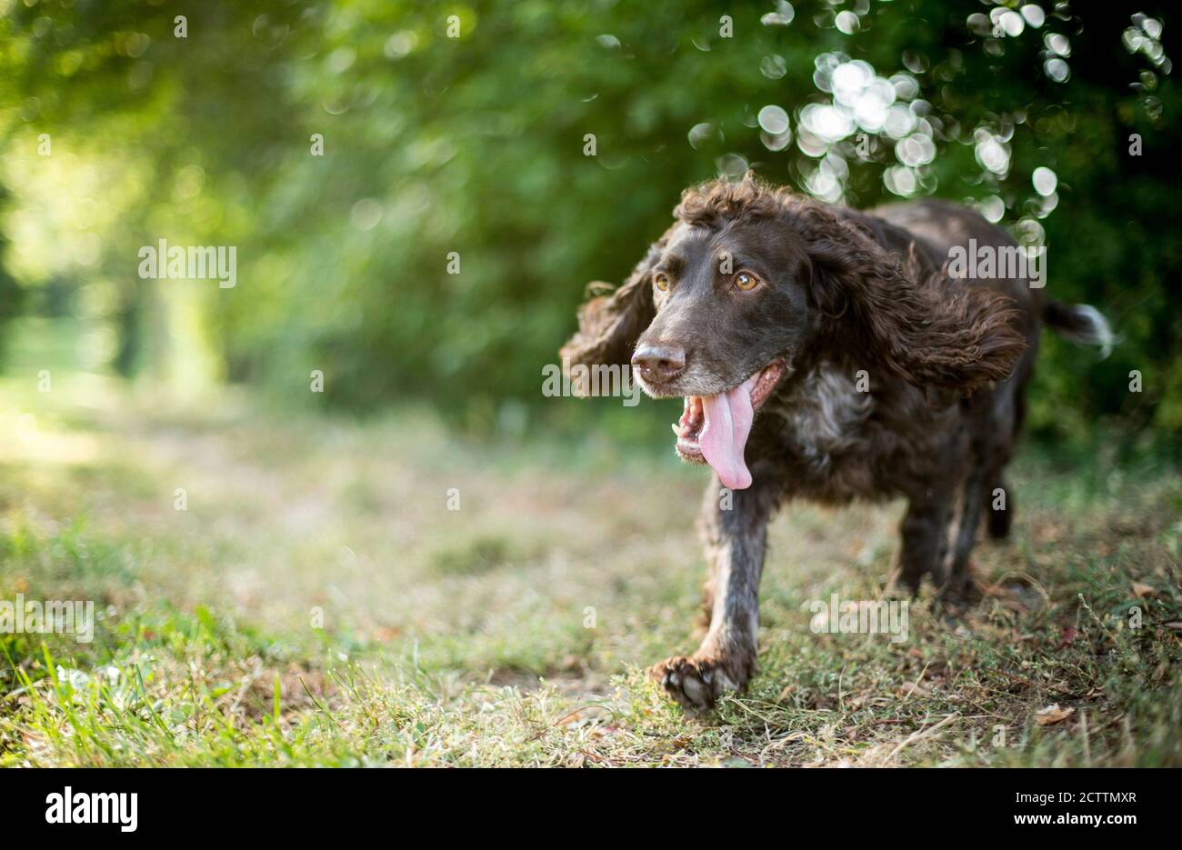 German Spaniel. Adult dog walking on a forest path. Stock Photo