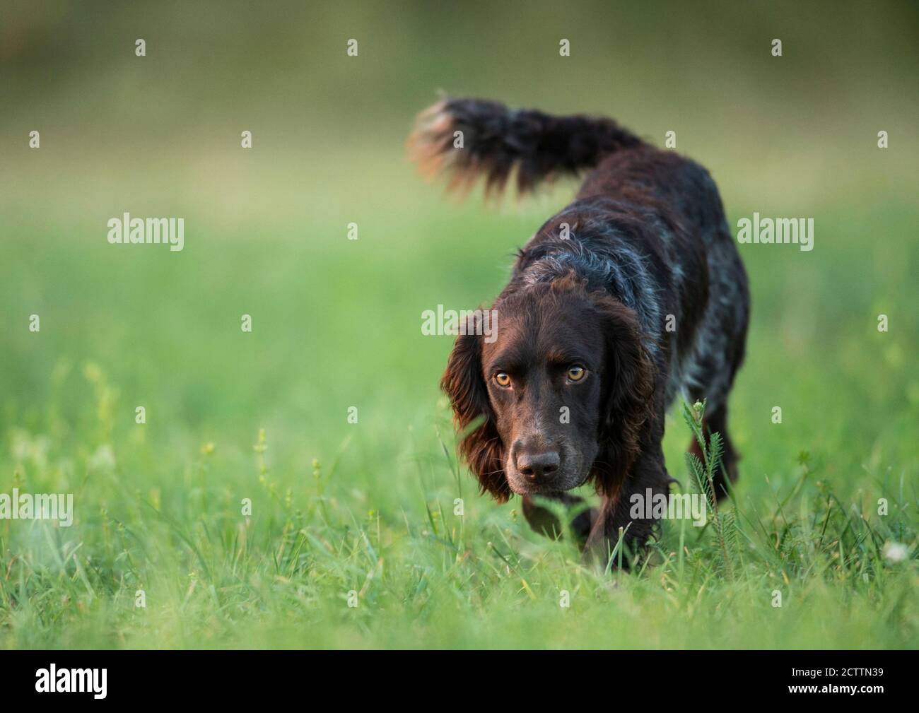 German Spaniel. Adult dog walking on a meadow. Stock Photo