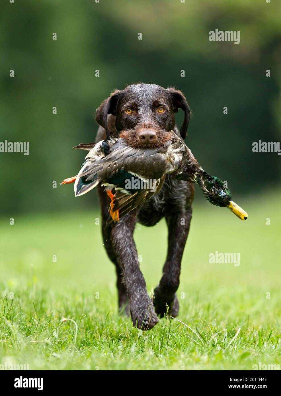German Wirehaired Pointer. An adult dog retrieves a male mallard. Stock Photo