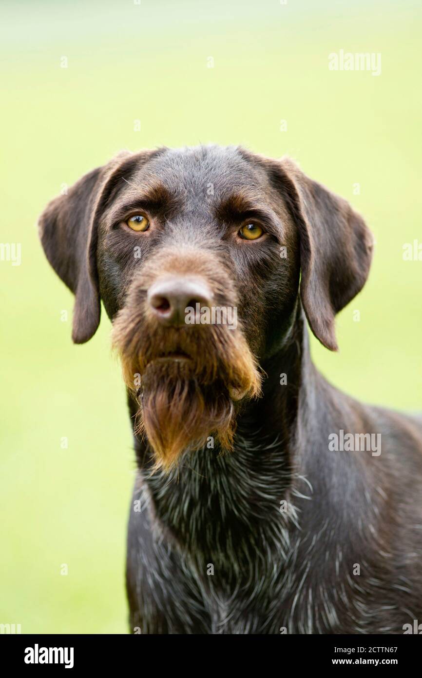 German Wirehaired Pointer. Portrait of adult dog. Germany Stock Photo