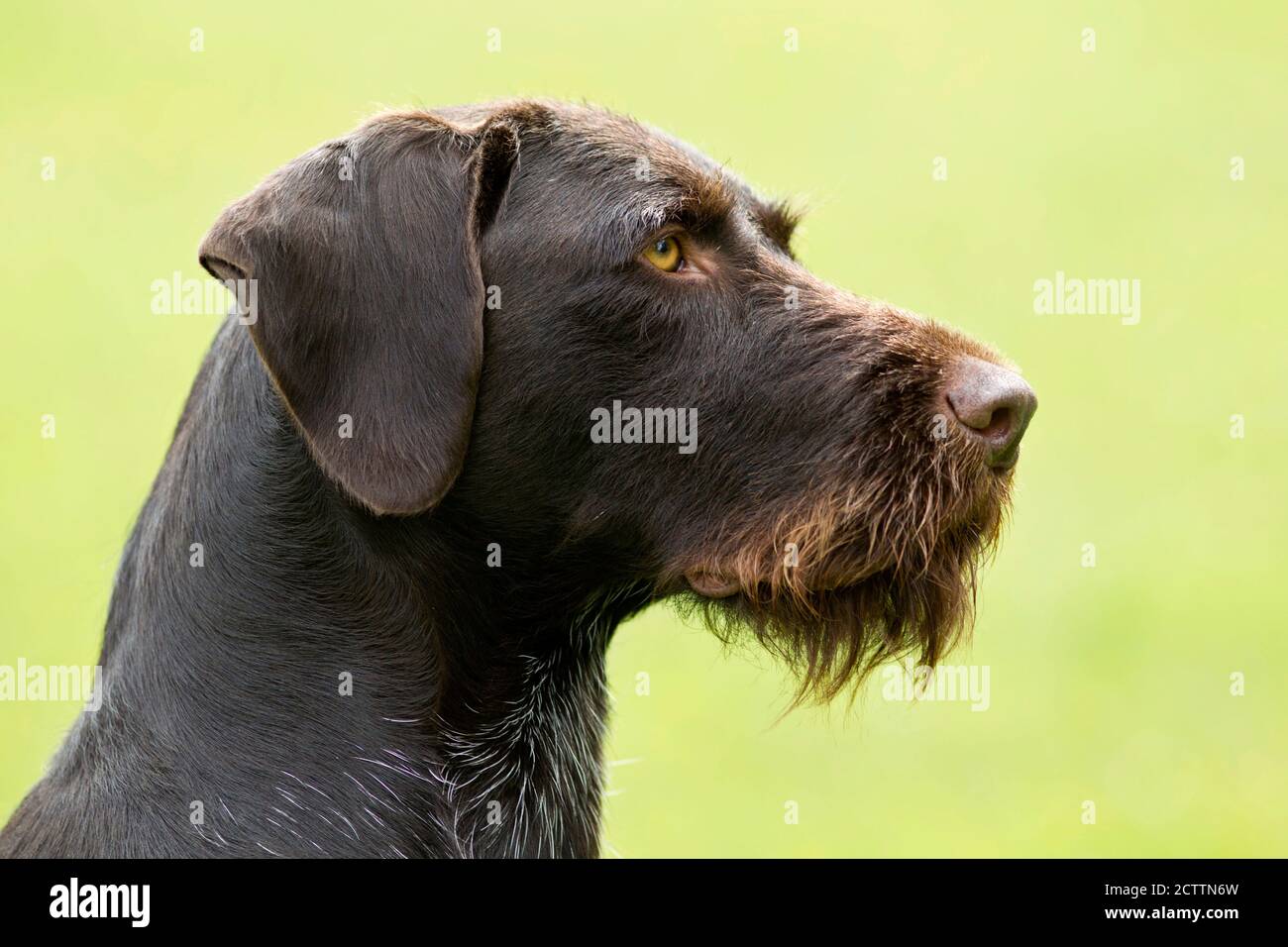 German Wirehaired Pointer. Portrait of adult dog. Germany Stock Photo