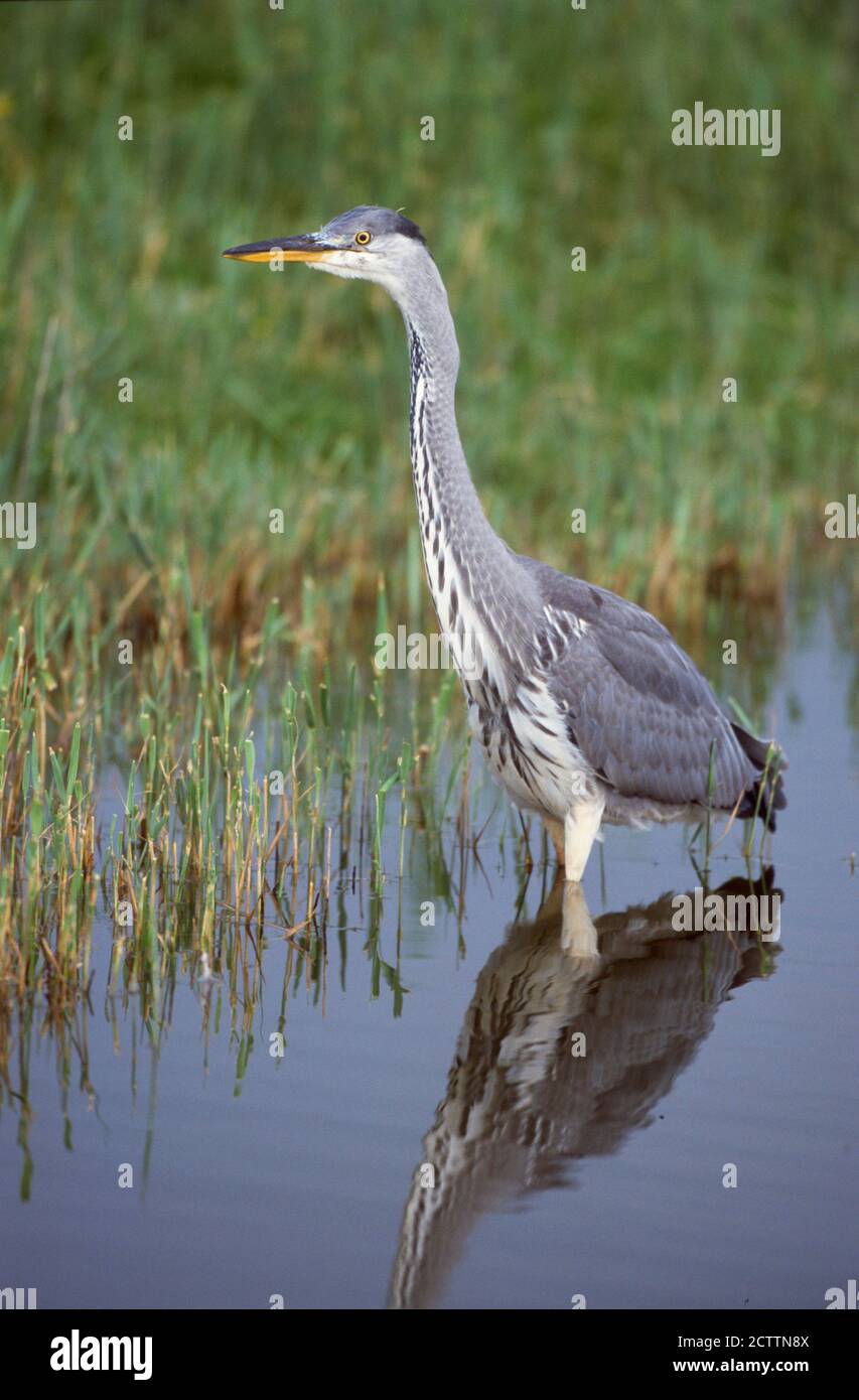 Grey Heron (Ardea cinerea). Adult hunting, standing in water. Stock Photo