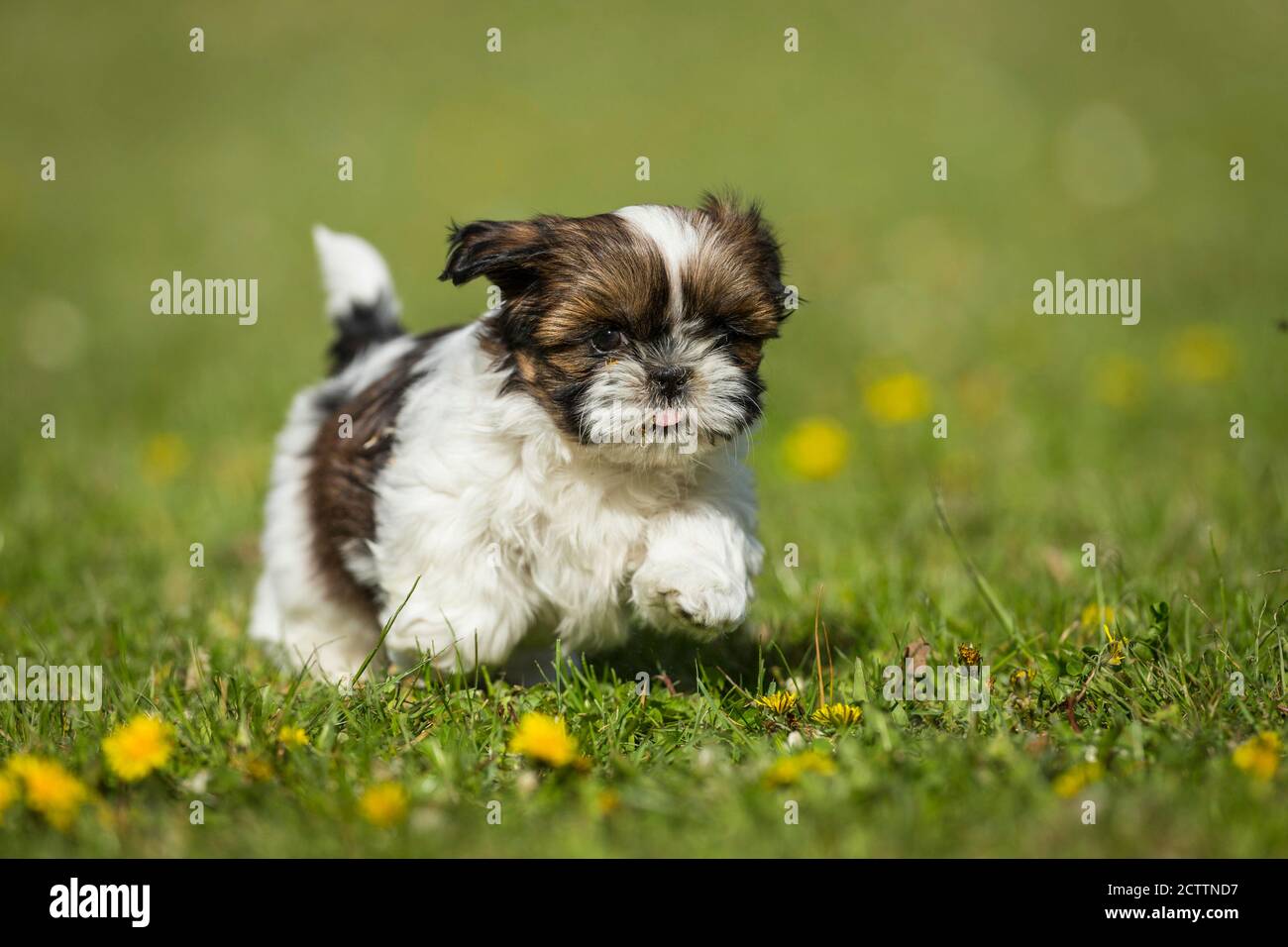 Shih Tzu. Puppy running on a meadow. Stock Photo