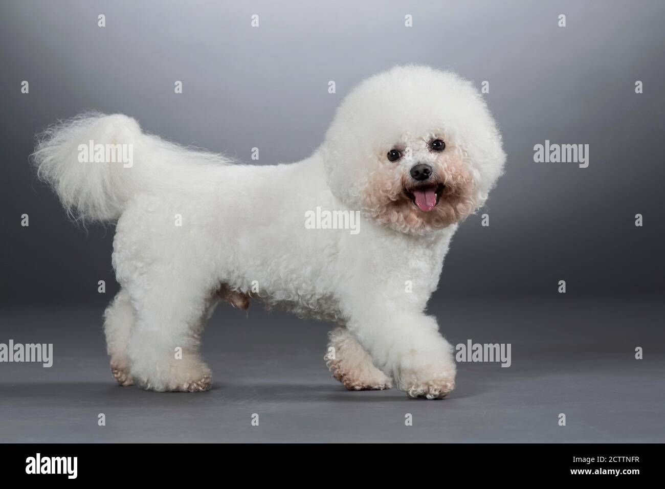 Bichon Frise. Adult dog walking. Studio picture against a grey background. Stock Photo