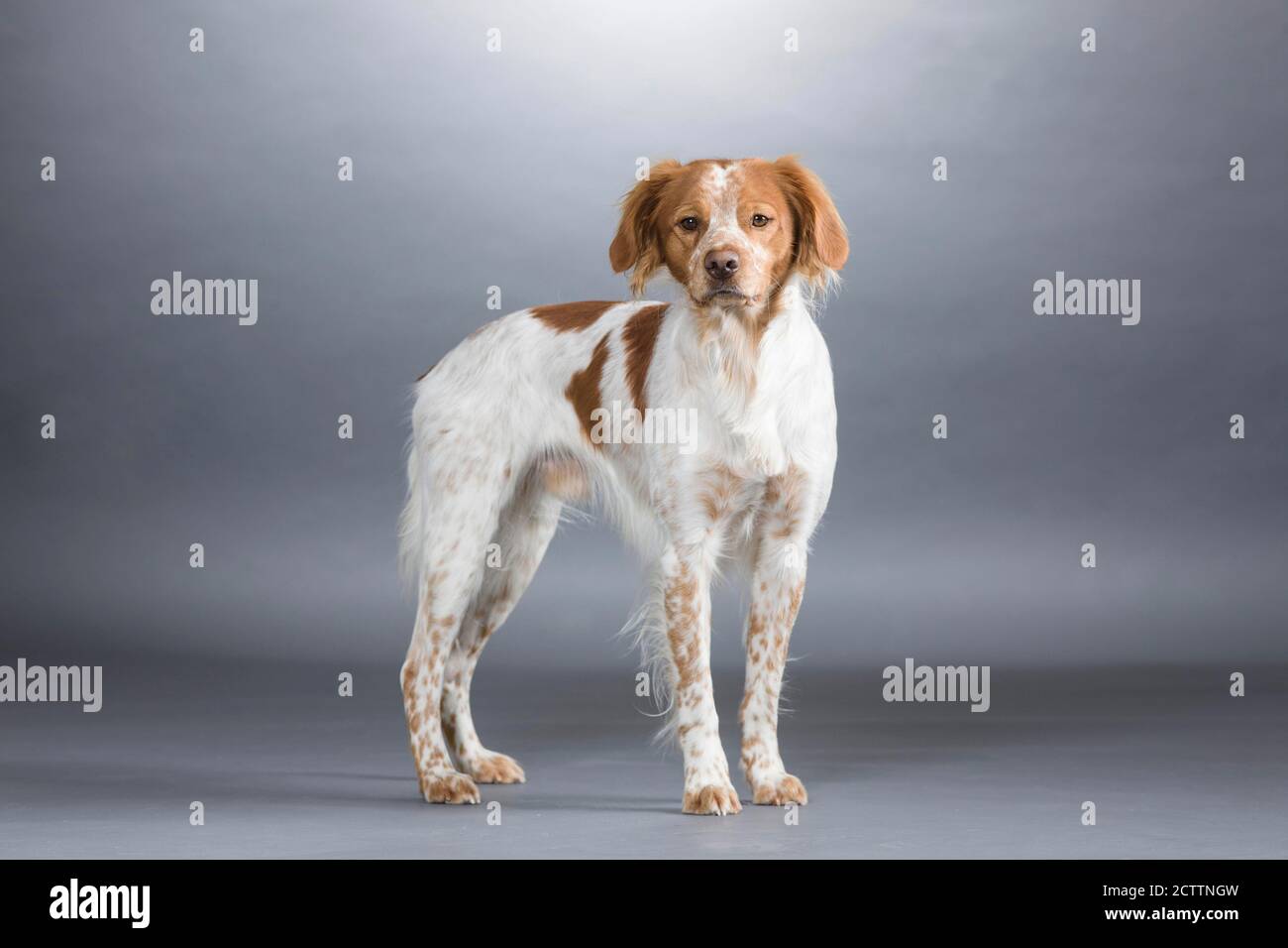 Epagneul breton hi-res stock photography and images - Alamy