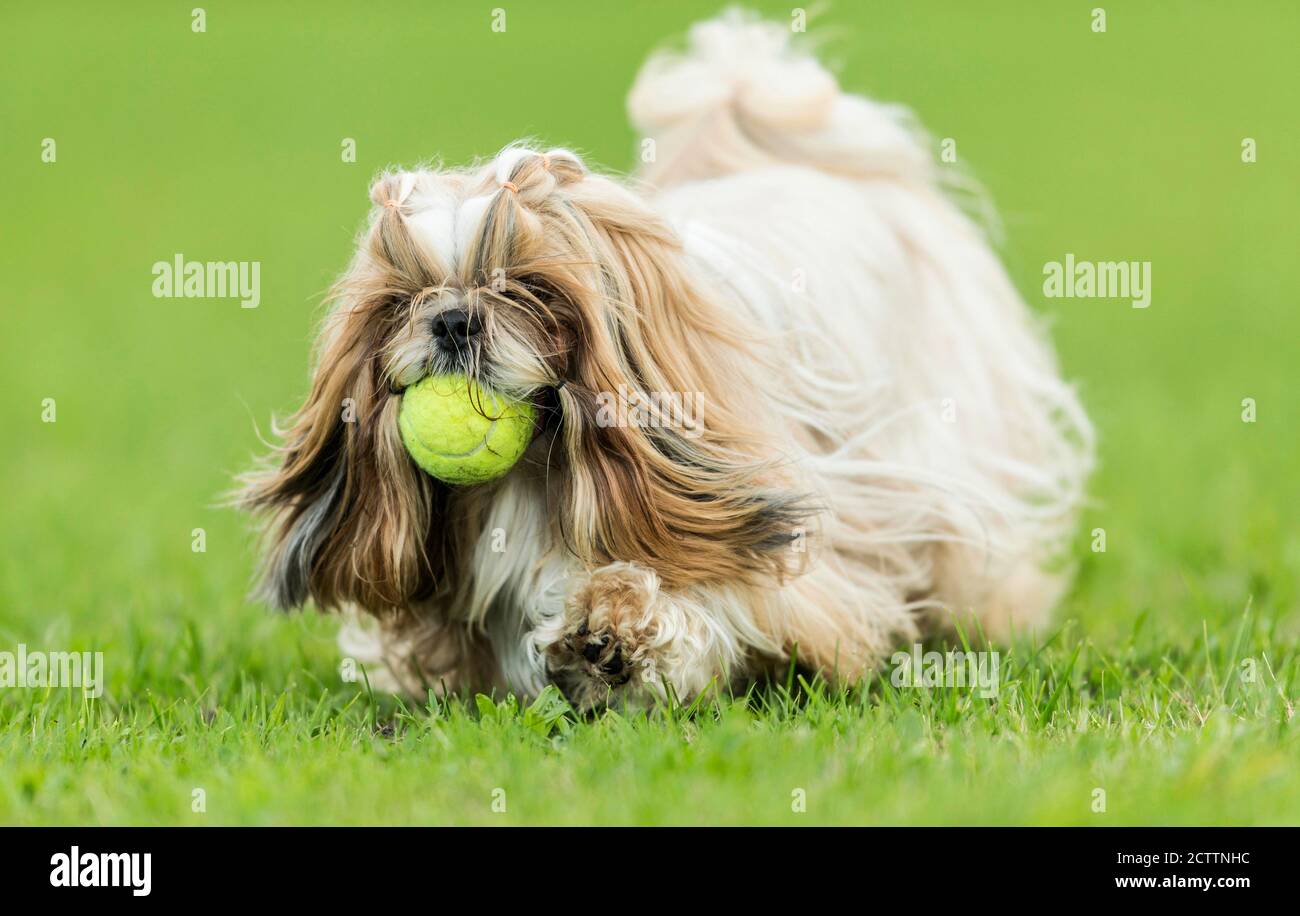 Shih Tzu. Adult dog walking on a meadow, with ball in its mouth. Stock Photo