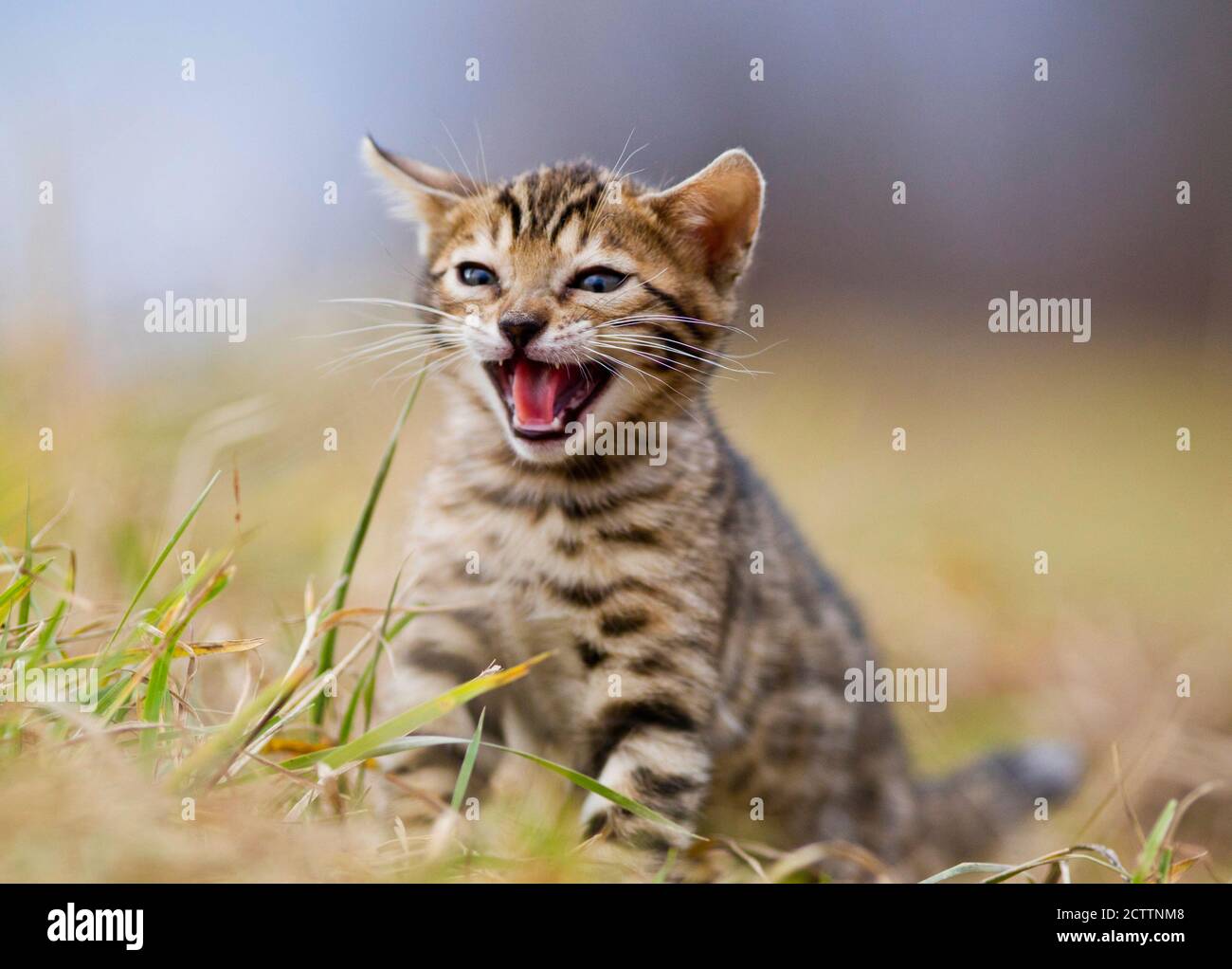 Bengal cat. Kitten sitting on grass while meowing. Stock Photo