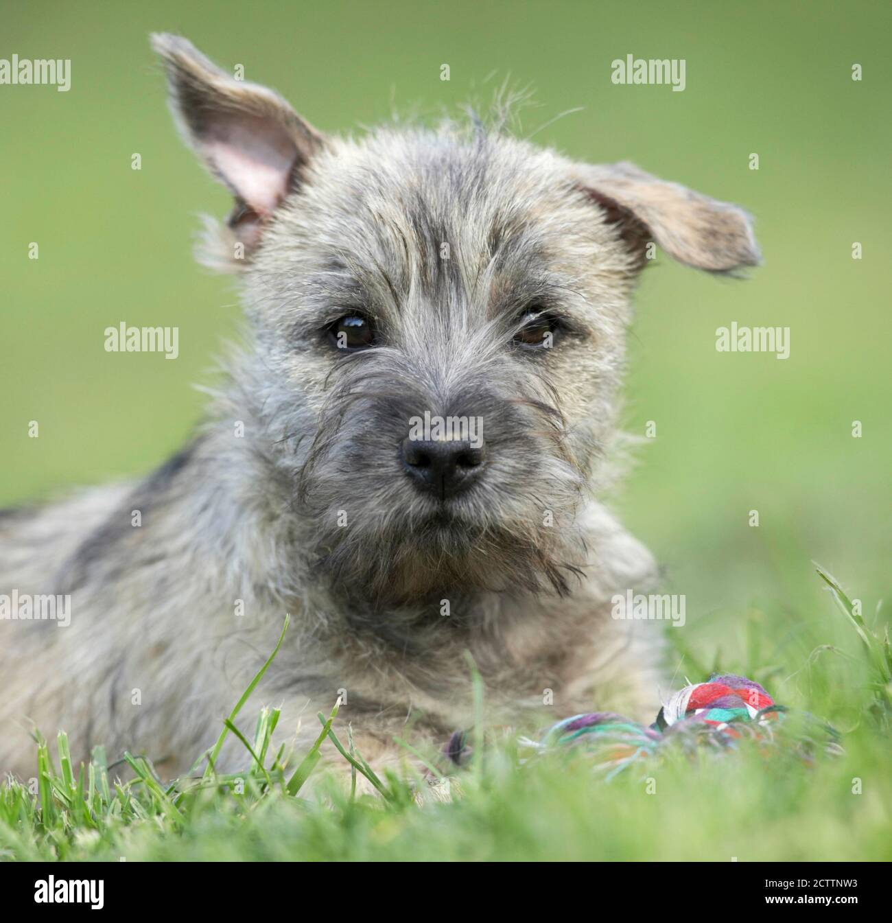 Cairn Terrier. Puppy lying on grass. Stock Photo