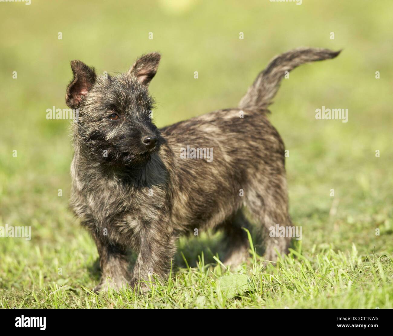 Cairn Terrier. Puppy standing on grass. Stock Photo