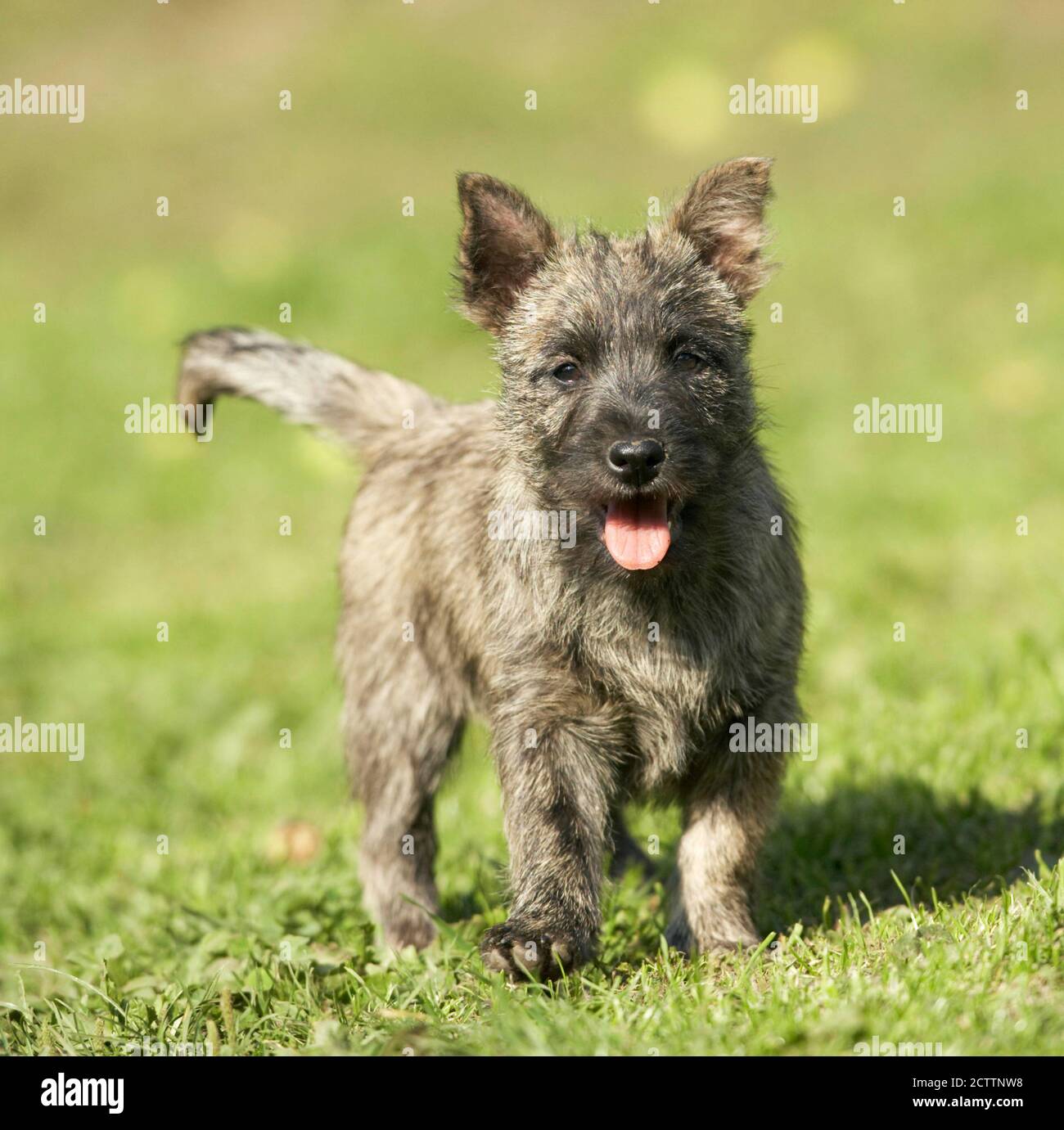 Cairn Terrier. Puppy standing on grass. Stock Photo