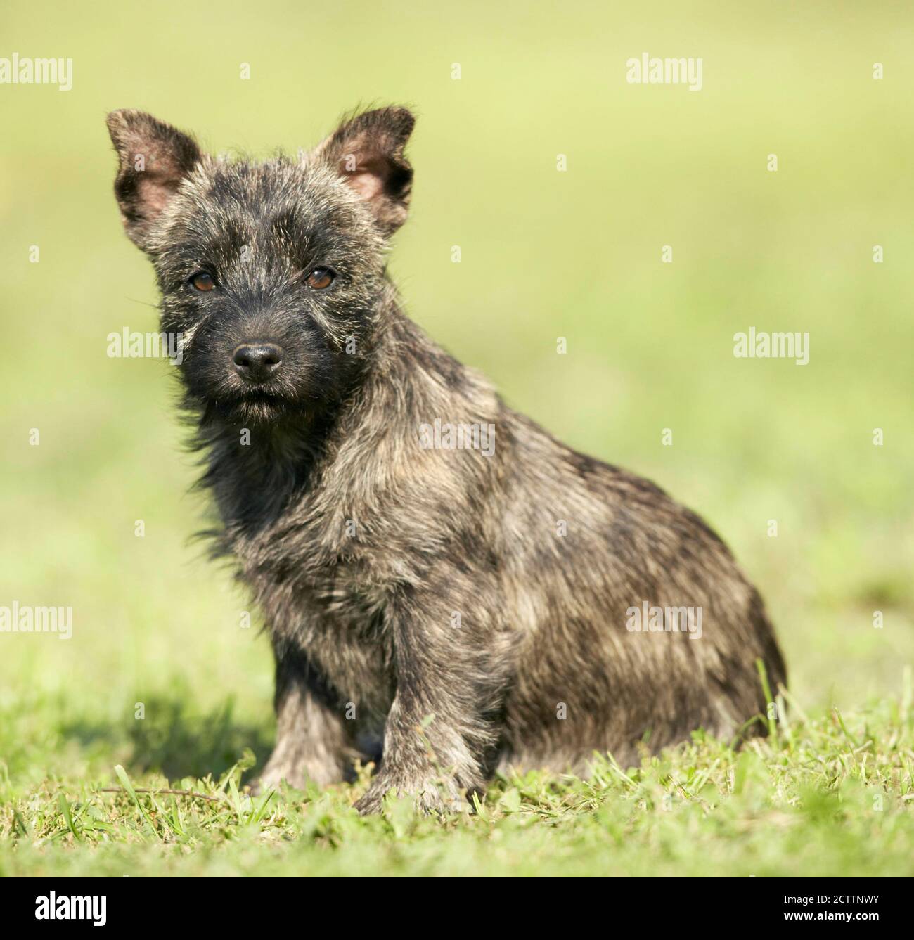 Cairn Terrier. Puppy sitting on grass. Stock Photo