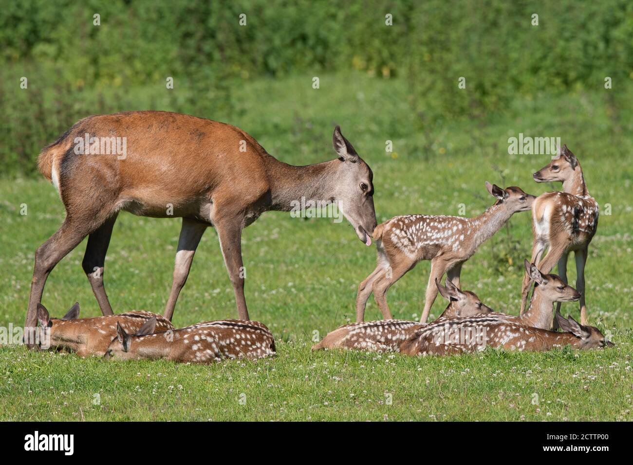 Red Deer (Cervus elaphus). Hind visiting her calf in a group of calves ...
