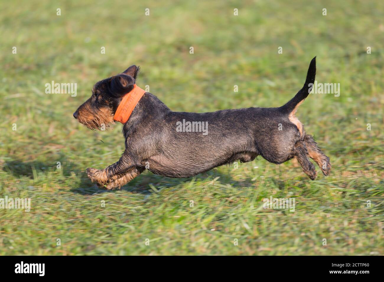 Wire-haired Dachshund. Adult male running on a meadow, during a hunt. Stock Photo