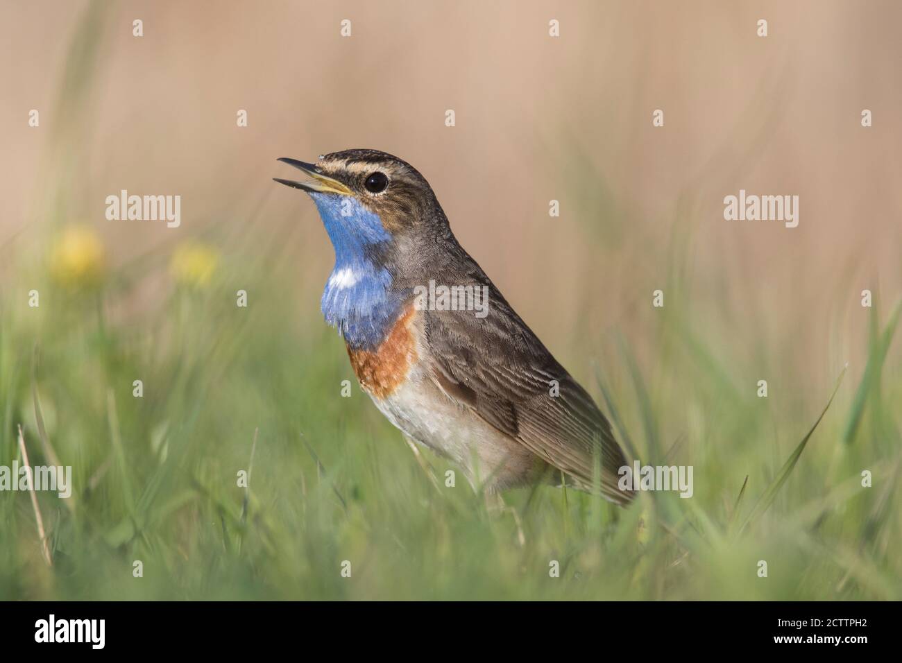 White-spotted Bluethroat (Luscinia svecica cyanecula). Adult male singing while standing on the ground. Stock Photo