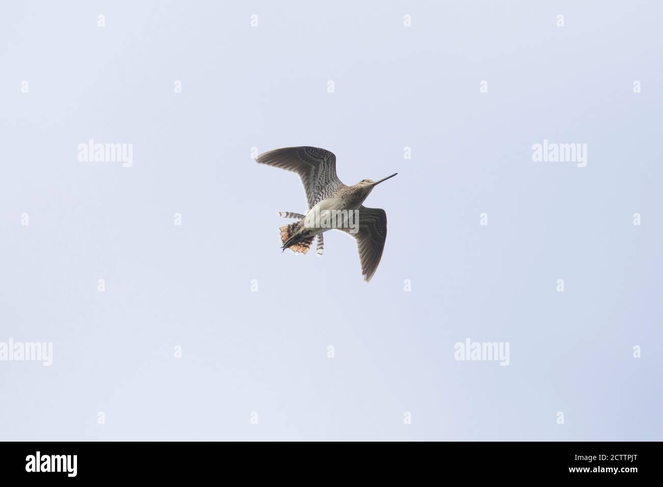 Common Snipe (Gallinago gallinago). Male in display flight. It dives in ...