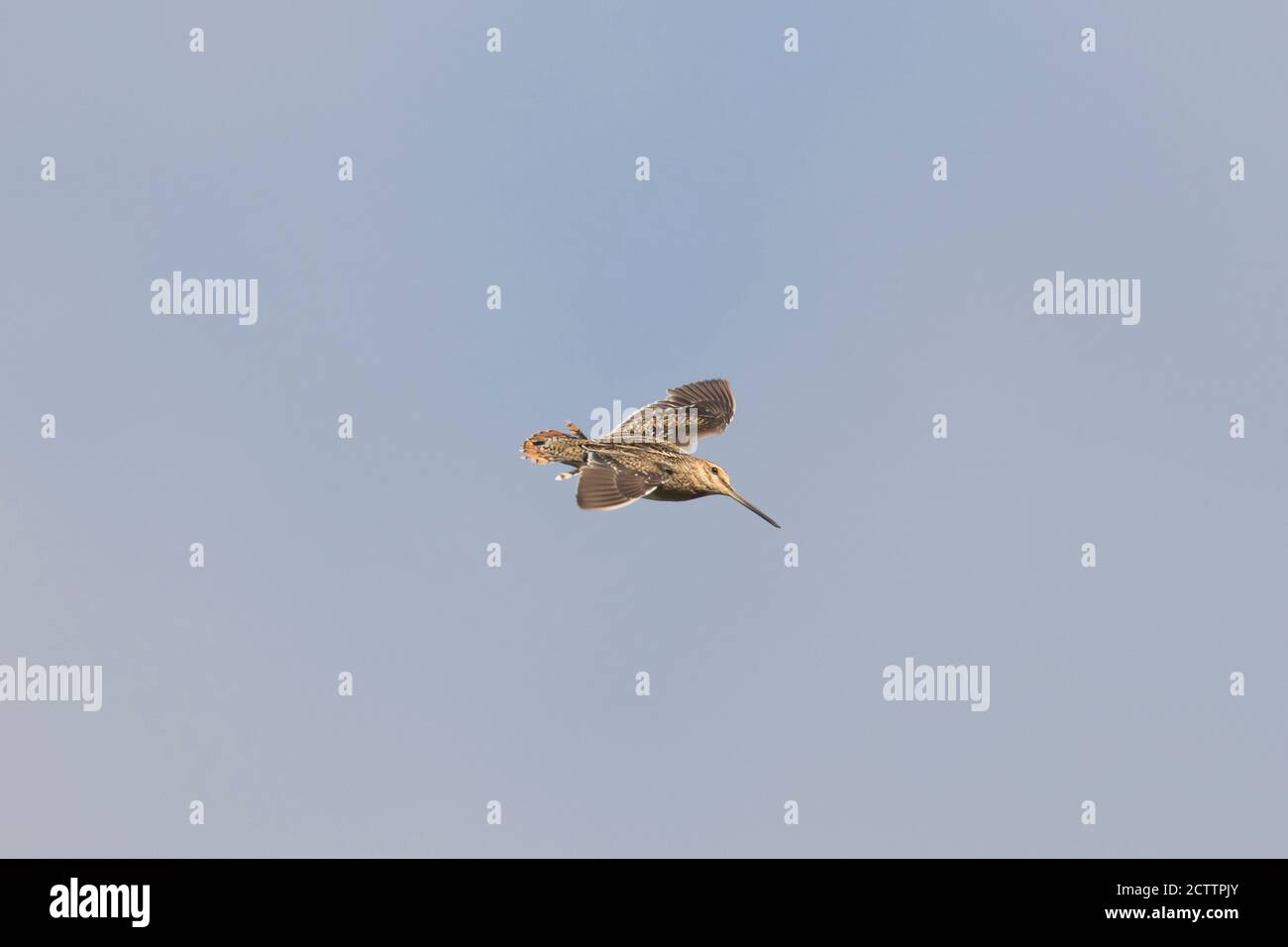 Common Snipe (Gallinago gallinago). Male in display flight. It dives in ...