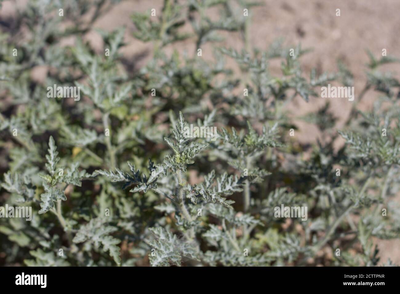 Green lobed leaves, Annual Bursage, Ambrosia Acanthicarpa, Asteraceae, native monoecious annual, Twentynine Palms, South Mojave Desert, Spring. Stock Photo