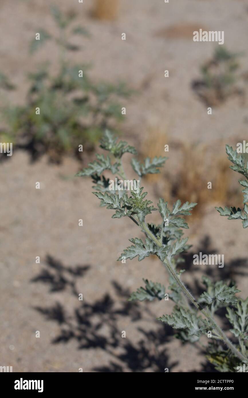 Green lobed leaves, Annual Bursage, Ambrosia Acanthicarpa, Asteraceae, native monoecious annual, Twentynine Palms, South Mojave Desert, Spring. Stock Photo