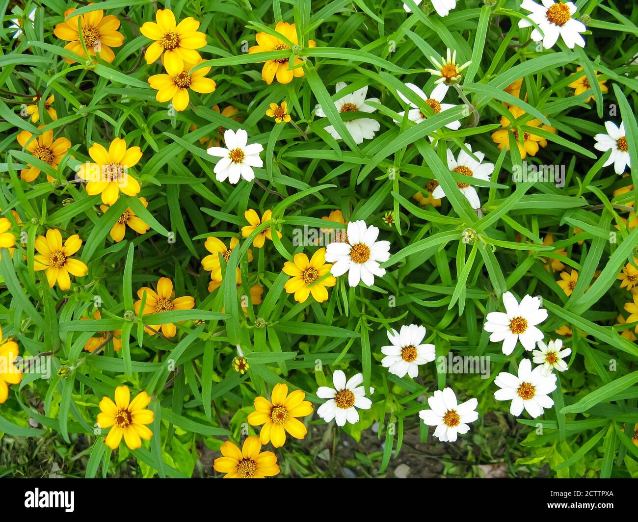 Image of Colorful white and yellow flowers blooming in a garden with green leaves all around Stock Photo