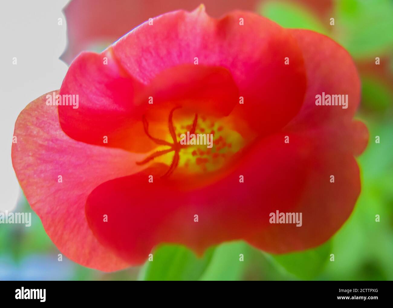 Moss rose purslane hires stock photography and images Alamy