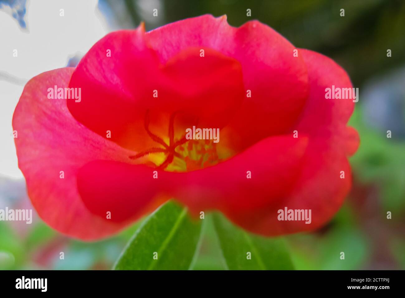 Moss rose purslane hires stock photography and images Alamy