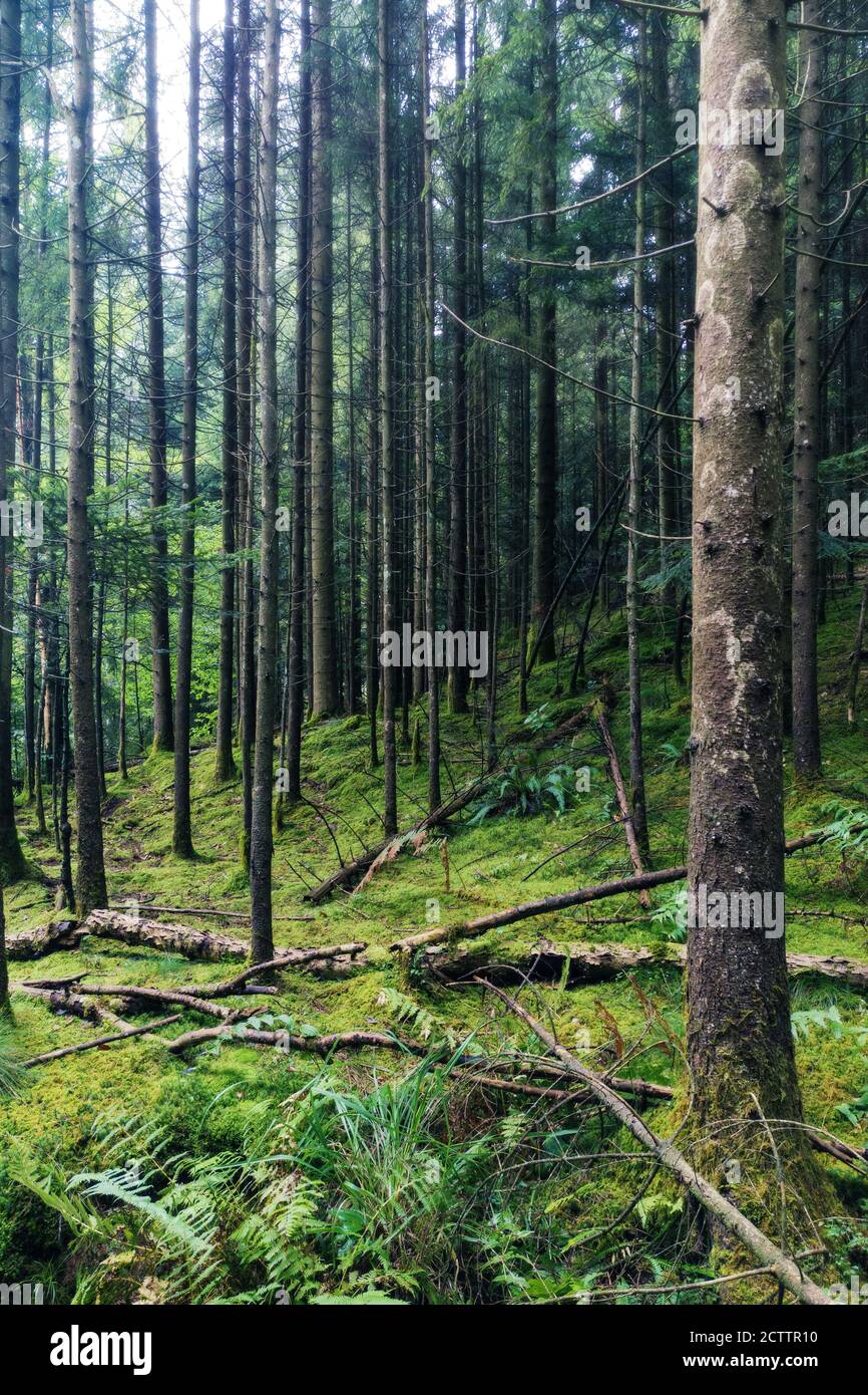 Old magical woods with beautiful vibrant green understory and spruce trees. Environment, ecology, forestry and sustainability concepts Stock Photo