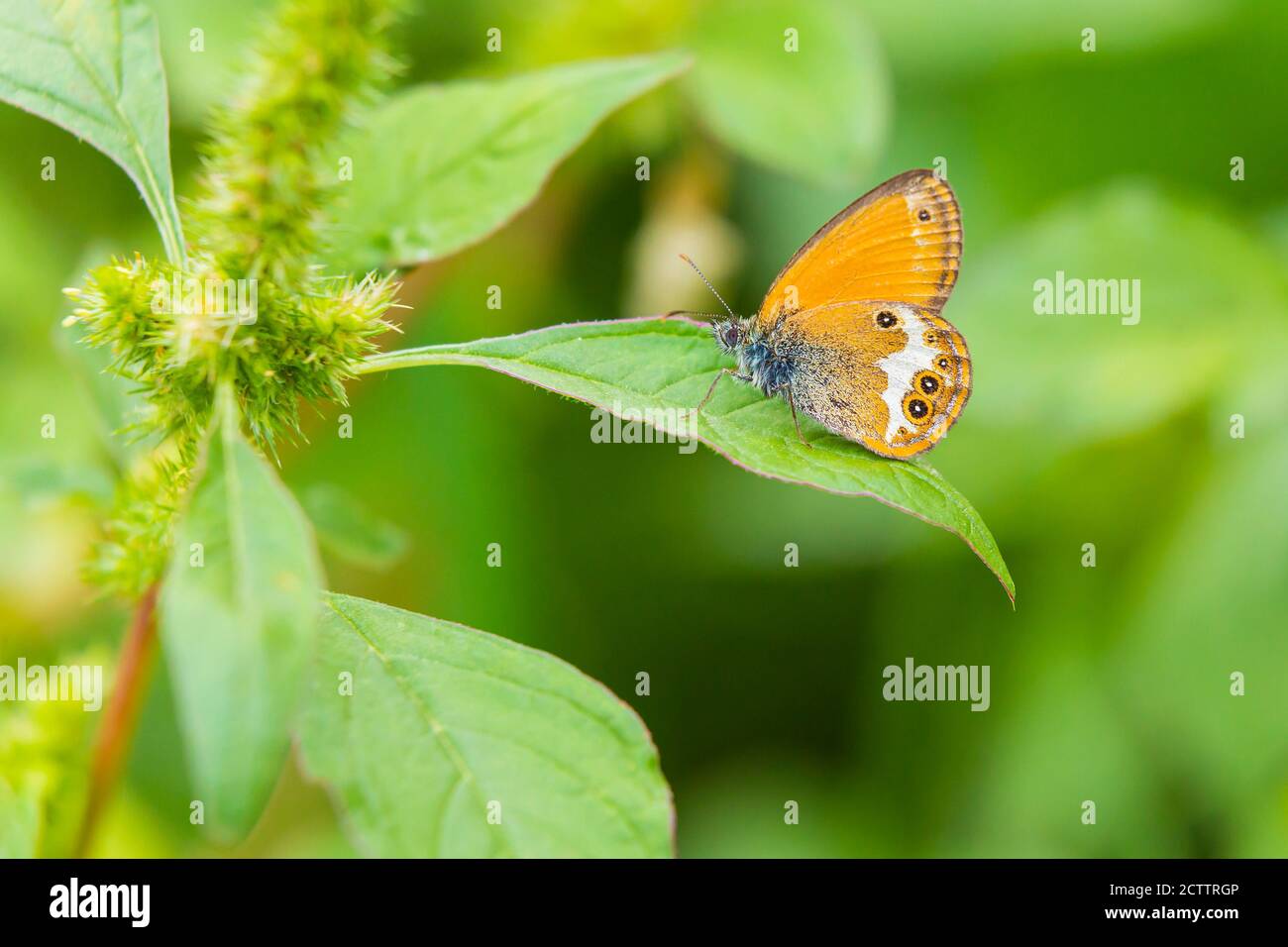 Side view closeup of a Pearly heath butterfly, Coenonympha arcania, resting in grass. Selective focus and green background Stock Photo