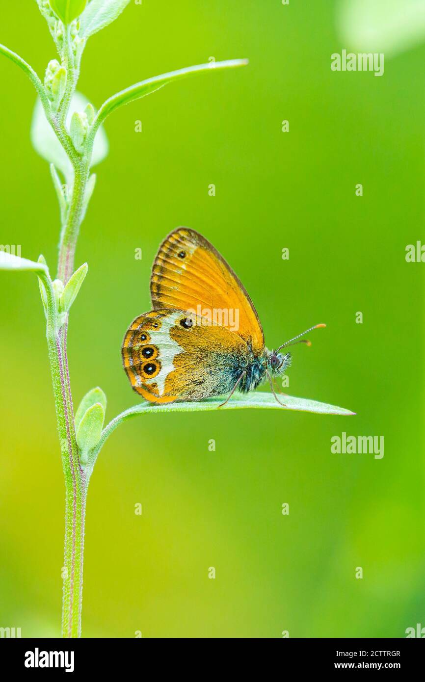 Side view closeup of a Pearly heath butterfly, Coenonympha arcania, resting in grass. Selective focus and green background Stock Photo